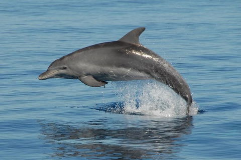 Fraser Island & Dolphin Sailing Adventure - St Kilda Accommodation 4
