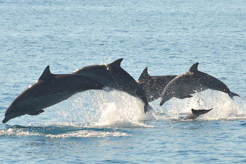 Fraser Island & Dolphin Sailing Adventure - St Kilda Accommodation 5