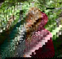 O'Reilly's  Lamington National Park incl. Alpaca Farm  Vineyard - St Kilda Accommodation