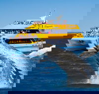 Spirit of Hervey Bay Whale Watching Cruise - St Kilda Accommodation