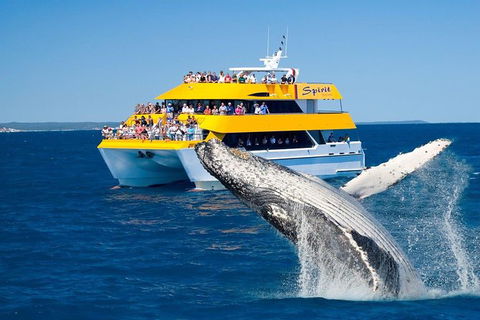 Spirit Of Hervey Bay Whale Watching Cruise - St Kilda Accommodation 0