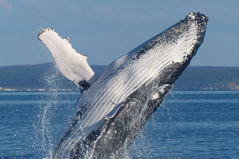 Spirit Of Hervey Bay Whale Watching Cruise - St Kilda Accommodation 1