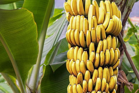 Atherton Tablelands Small-Group Food & Wine Tasting Tour From Port Douglas - St Kilda Accommodation 28