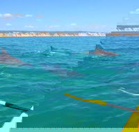 Half-Day Kayak with Dolphins and 4WD Beach Drive from Rainbow Beach - St Kilda Accommodation