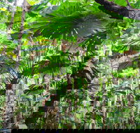 Cape Tribulation Daintree Rainforest and Wildlife Tour - St Kilda Accommodation