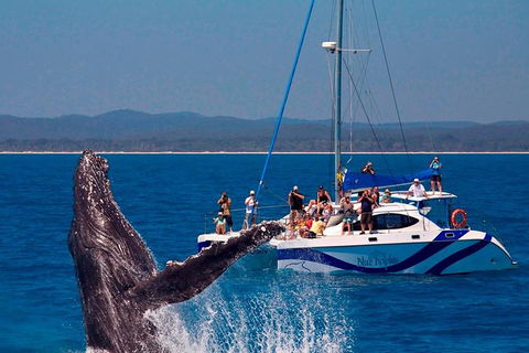Blue Dolphin Exclusive Whale Watch Encounters - St Kilda Accommodation 0