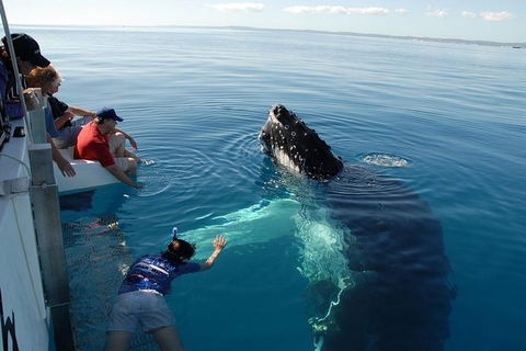 Blue Dolphin Exclusive Whale Watch Encounters - St Kilda Accommodation 1
