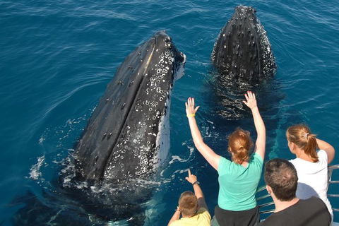 Blue Dolphin Exclusive Whale Watch Encounters - St Kilda Accommodation 8