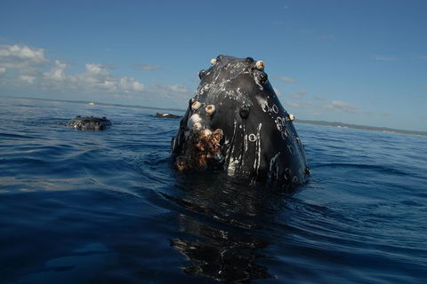 Blue Dolphin Exclusive Whale Watch Encounters - St Kilda Accommodation 9