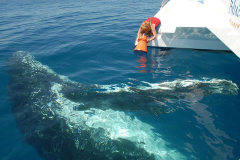 Blue Dolphin Exclusive Whale Watch Encounters - St Kilda Accommodation 4