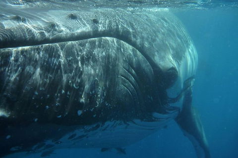 Blue Dolphin Exclusive Whale Watch Encounters - St Kilda Accommodation 6
