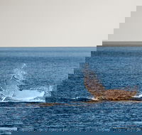Whale Watching Ocean Tour - St Kilda Accommodation
