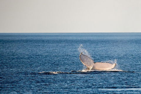 Whale Watching Ocean Tour - St Kilda Accommodation 0