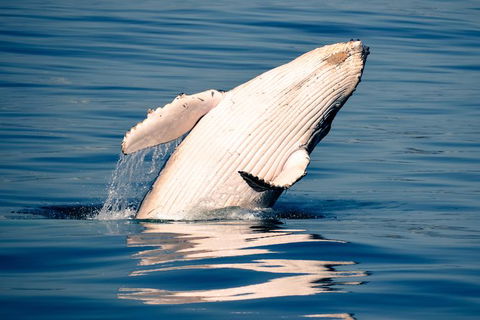 Whale Watching Ocean Tour - St Kilda Accommodation 1