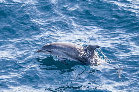 All Inclusive Dolphin And Tangalooma Wrecks Cruise Departing Gold Coast - St Kilda Accommodation 7