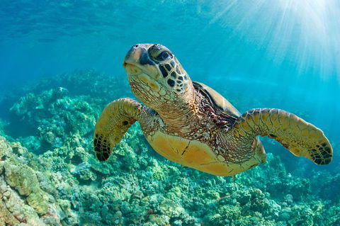 All Inclusive Dolphin And Tangalooma Wrecks Cruise Departing Gold Coast - St Kilda Accommodation 10
