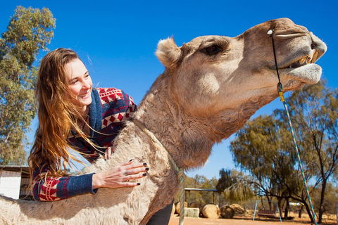 Alice Springs Camel Tour - St Kilda Accommodation 6