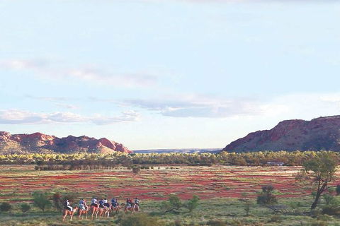 Alice Springs Camel Tour - St Kilda Accommodation 3