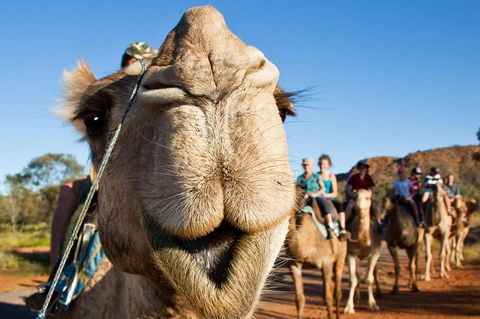 Alice Springs Camel Tour - St Kilda Accommodation 10