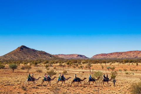Alice Springs Camel Tour - St Kilda Accommodation 5
