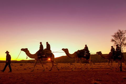 Alice Springs Camel Tour - St Kilda Accommodation 4