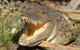 1 Day Corroboree Billabong Wetland Experience Including 2.5 Hour Cruise + Lunch - thumb 1