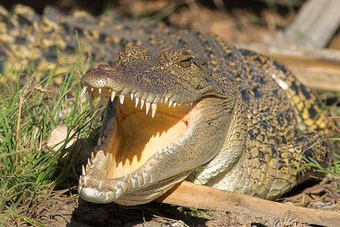 1 Day Corroboree Billabong Wetland Experience Including 2.5 Hour Cruise + Lunch - St Kilda Accommodation 1