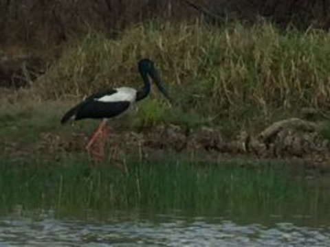 1 Day Corroboree Billabong Wetland Experience Including 2.5 Hour Cruise + Lunch - St Kilda Accommodation 3