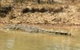1 Day Corroboree Billabong Wetland Experience Including 2.5 Hour Cruise + Lunch - thumb 6