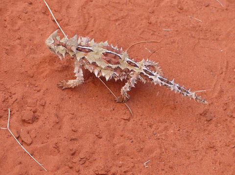 Alice Springs Highlights Half-Day Tour - St Kilda Accommodation 5
