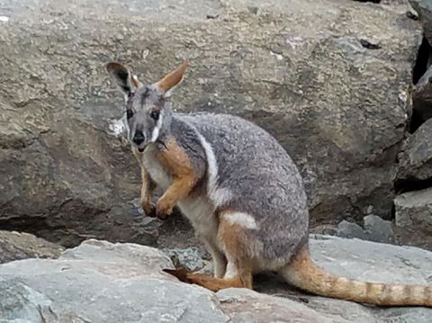 All Inclusive Blue Mountains Small-Group Day Trip From Sydney - St Kilda Accommodation 4