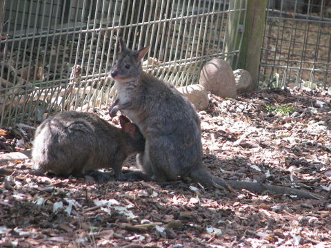All Inclusive Blue Mountains Small-Group Day Trip From Sydney - St Kilda Accommodation 19