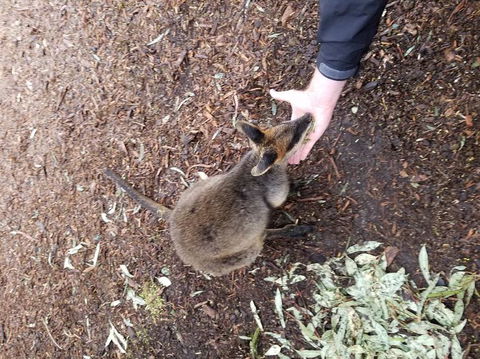 All Inclusive Blue Mountains Small-Group Day Trip From Sydney - St Kilda Accommodation 21