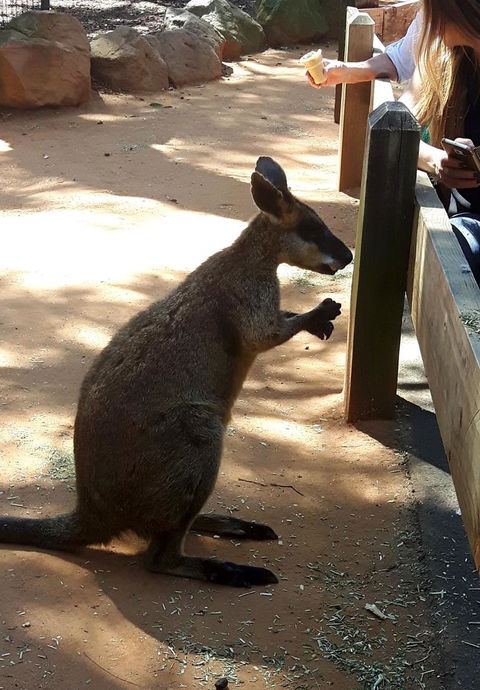 All Inclusive Blue Mountains Small-Group Day Trip From Sydney - St Kilda Accommodation 25