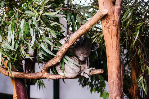 All-Inclusive Blue Mountains Day Trip With River Cruise - St Kilda Accommodation 14