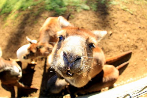 All-Inclusive Blue Mountains Day Trip With River Cruise - St Kilda Accommodation 29