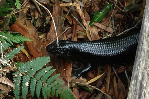 Byron Bay Combo: Hinterland Tour Including Minyon Falls And Kayaking With Dolphins - St Kilda Accommodation 3