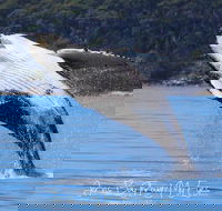 Whale Watching Jervis Bay - St Kilda Accommodation