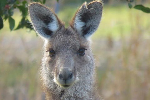 Byron Bay Wildlife Safari - St Kilda Accommodation 1