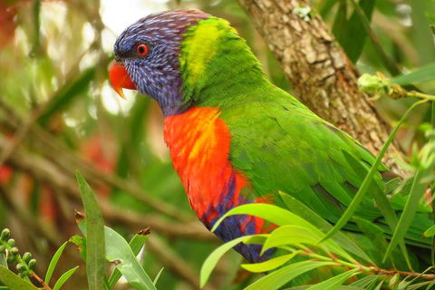 Byron Bay Wildlife Safari - St Kilda Accommodation 7
