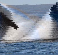 Jervis Bay Whale Watching Tour - St Kilda Accommodation