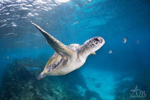 5-Hour Byron Bay Introductory Scuba Diving Tour - St Kilda Accommodation 4