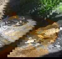 Armadale Reptile Centre - St Kilda Accommodation