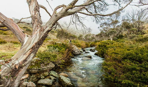 Dead Horse Gap Walking Track - St Kilda Accommodation 0