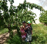 Harben Vale Pick Your Own Cherries - St Kilda Accommodation