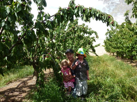 Harben Vale Pick Your Own Cherries - St Kilda Accommodation 0