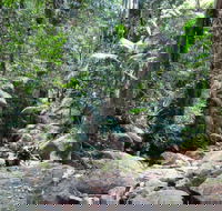 Lyrebird track - St Kilda Accommodation