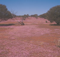 Meekatharra