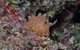 Pelorus And Orpheus Islands - thumb 0