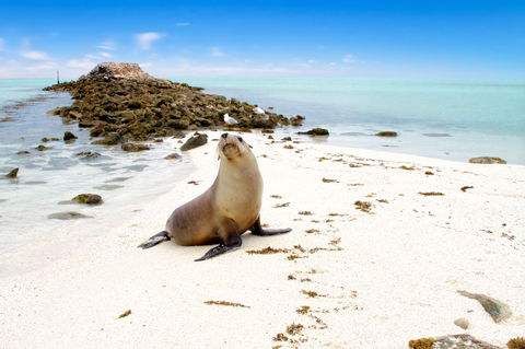Abrolhos Islands - St Kilda Accommodation 0